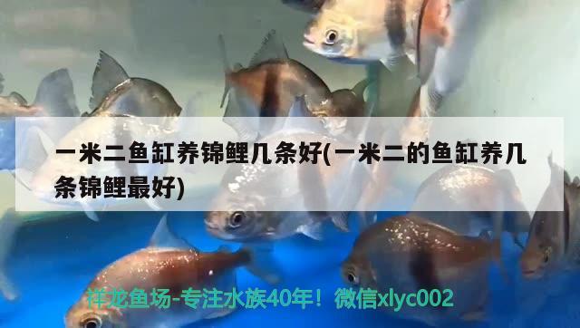 一米二魚缸養(yǎng)錦鯉幾條好(一米二的魚缸養(yǎng)幾條錦鯉最好)