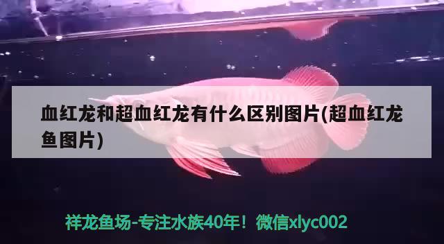 血紅龍和超血紅龍有什么區(qū)別圖片(超血紅龍魚圖片) 超血紅龍魚