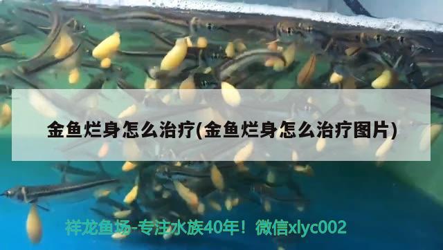 金魚爛身怎么治療(金魚爛身怎么治療圖片)