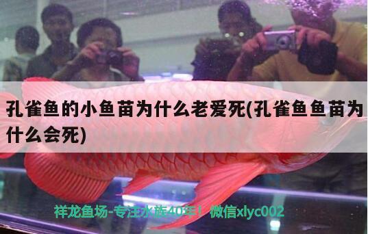 孔雀魚的小魚苗為什么老愛死(孔雀魚魚苗為什么會死) 觀賞魚