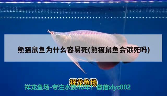 熊貓鼠魚為什么容易死(熊貓鼠魚會(huì)餓死嗎)