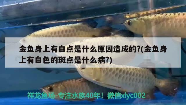 金魚身上有白點是什么原因造成的?(金魚身上有白色的斑點是什么病?) 觀賞魚