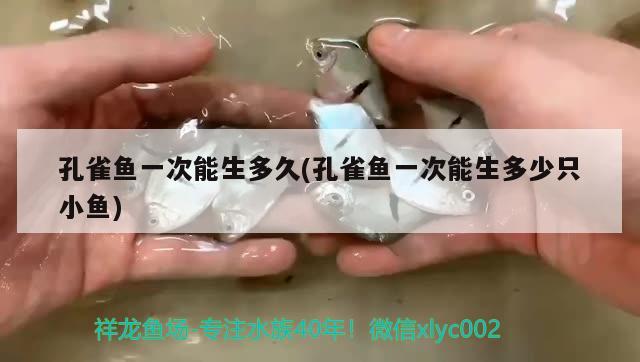 孔雀魚一次能生多久(孔雀魚一次能生多少只小魚) 觀賞魚