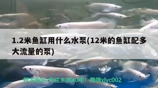 1.2米魚(yú)缸用什么水泵(12米的魚(yú)缸配多大流量的泵) 祥龍龍魚(yú)魚(yú)糧