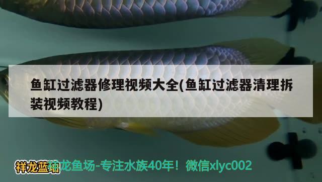 魚缸過濾器修理視頻大全(魚缸過濾器清理拆裝視頻教程) 虎斑恐龍魚