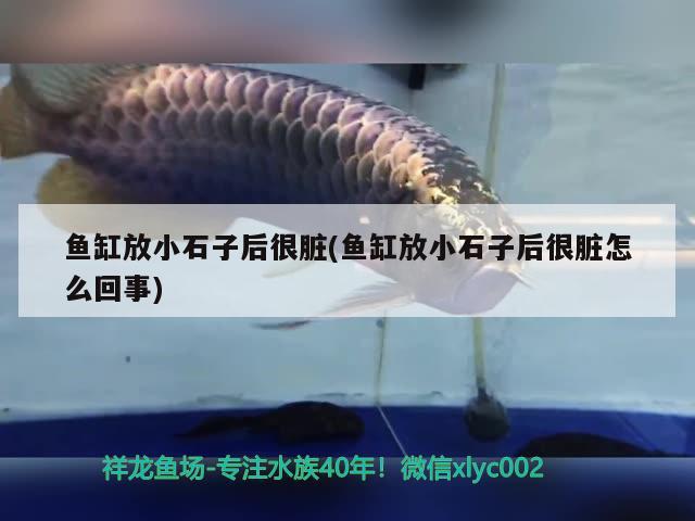 魚缸放小石子后很臟(魚缸放小石子后很臟怎么回事) 紅尾平克魚