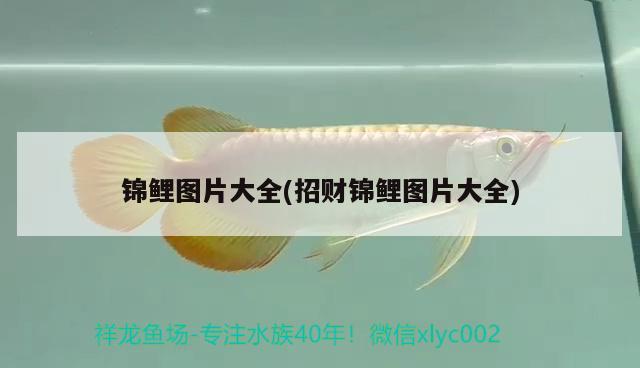 錦鯉圖片大全(招財錦鯉圖片大全) 觀賞魚