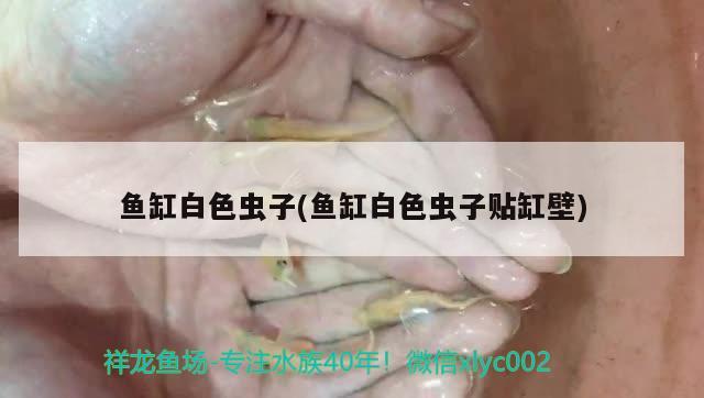 魚缸白色蟲子(魚缸白色蟲子貼缸壁) 金頭過背金龍魚