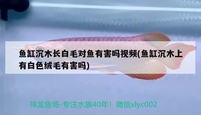 魚缸沉木長白毛對魚有害嗎視頻(魚缸沉木上有白色絨毛有害嗎) 申古三間魚