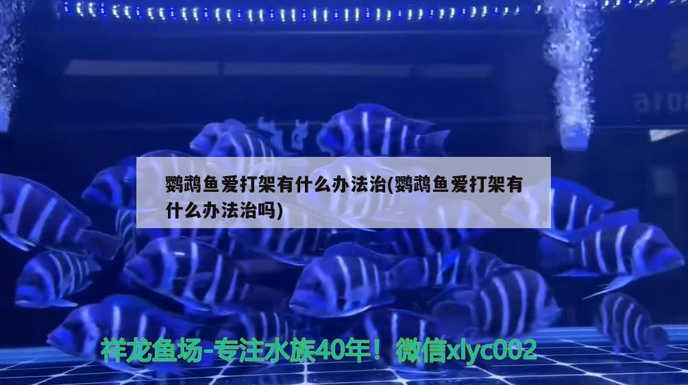 鸚鵡魚愛打架有什么辦法治(鸚鵡魚愛打架有什么辦法治嗎) 鸚鵡魚