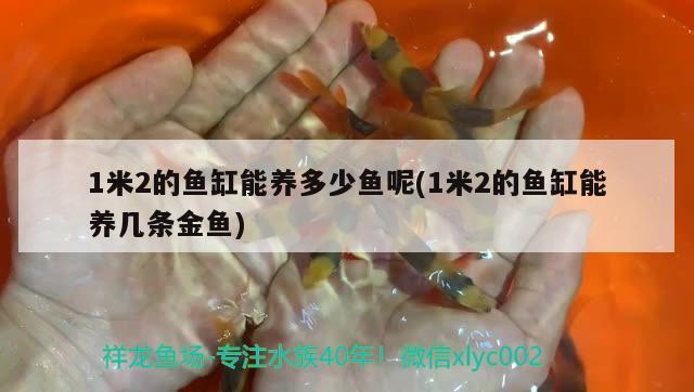 1米2的魚缸能養(yǎng)多少魚呢(1米2的魚缸能養(yǎng)幾條金魚)