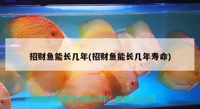 招財魚能長幾年(招財魚能長幾年壽命) 觀賞魚