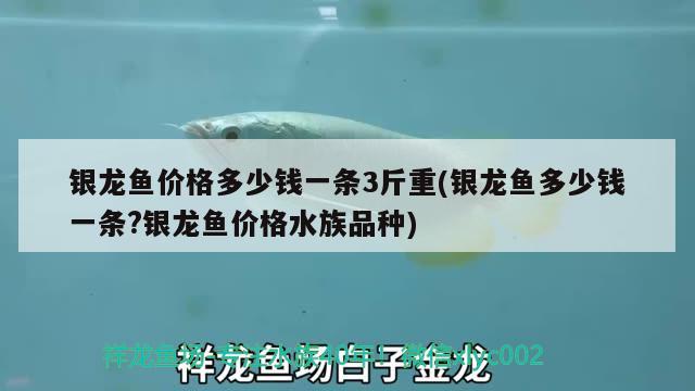 銀龍魚價(jià)格多少錢一條3斤重(銀龍魚多少錢一條?銀龍魚價(jià)格水族品種)