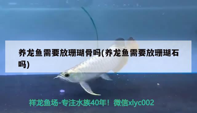 養(yǎng)龍魚需要放珊瑚骨嗎(養(yǎng)龍魚需要放珊瑚石嗎)