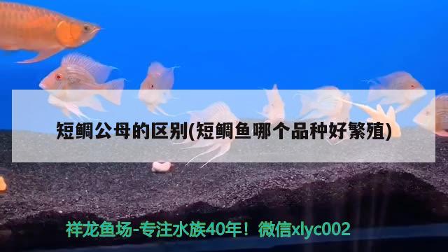 短鯛公母的區(qū)別(短鯛魚哪個品種好繁殖) 觀賞魚