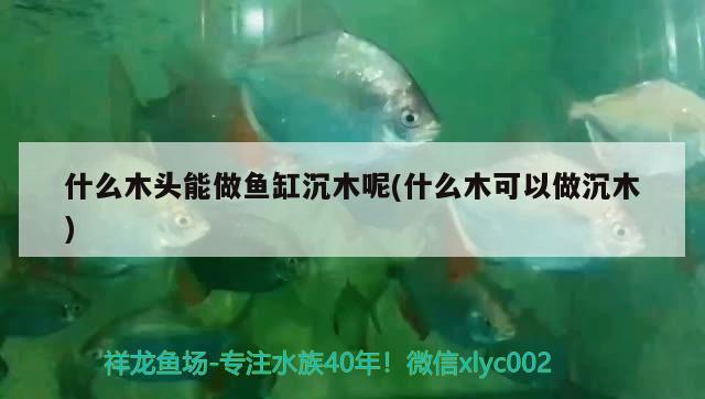 什么木頭能做魚缸沉木呢(什么木可以做沉木)