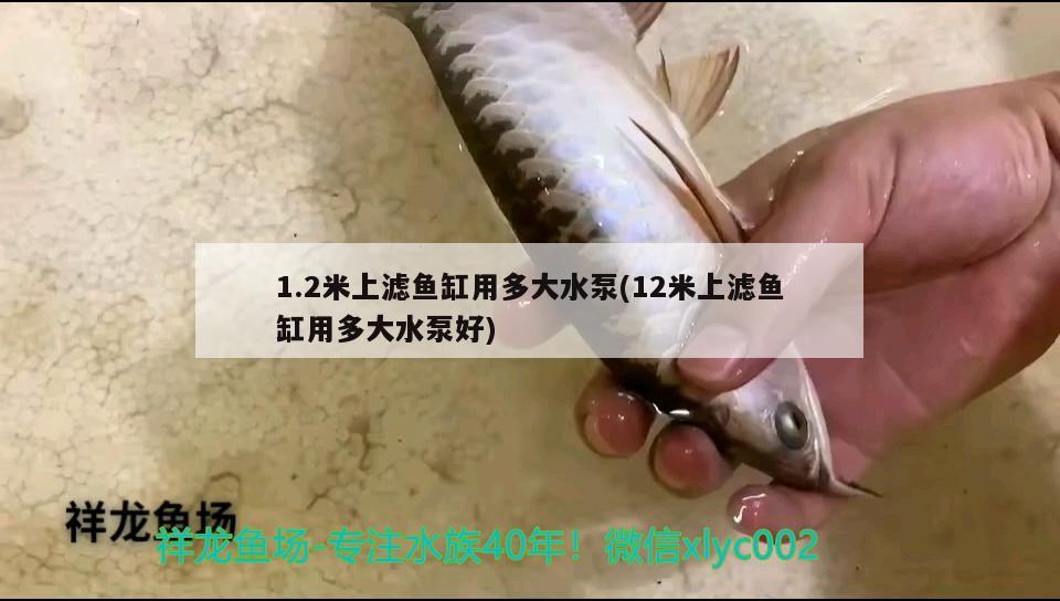 1.2米上濾魚缸用多大水泵(12米上濾魚缸用多大水泵好)