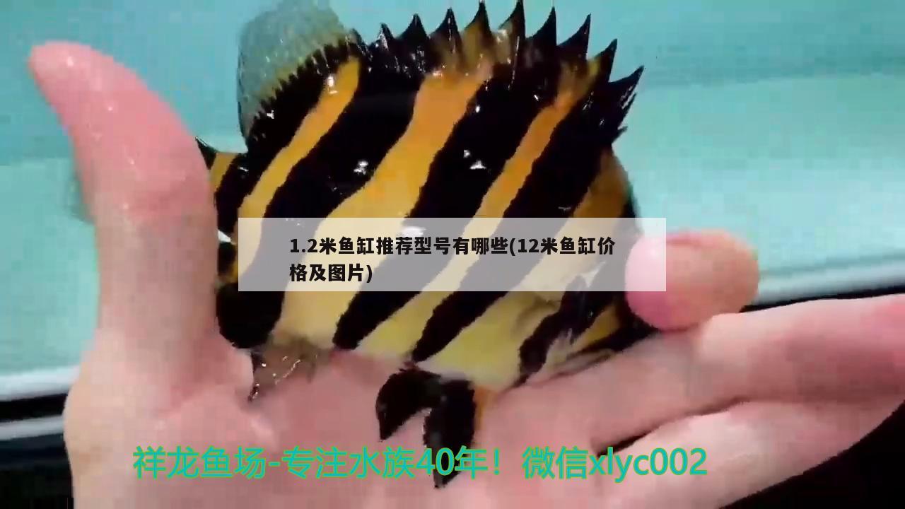 1.2米魚缸推薦型號(hào)有哪些(12米魚缸價(jià)格及圖片)