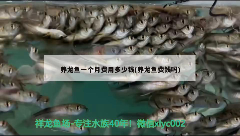 養(yǎng)龍魚(yú)一個(gè)月費(fèi)用多少錢(養(yǎng)龍魚(yú)費(fèi)錢嗎)