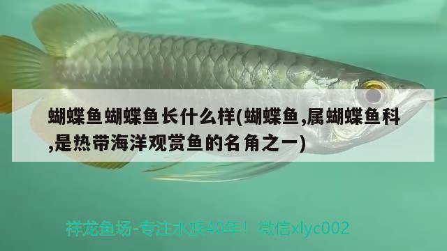 蝴蝶魚(yú)蝴蝶魚(yú)長(zhǎng)什么樣(蝴蝶魚(yú),屬蝴蝶魚(yú)科,是熱帶海洋觀賞魚(yú)的名角之一)