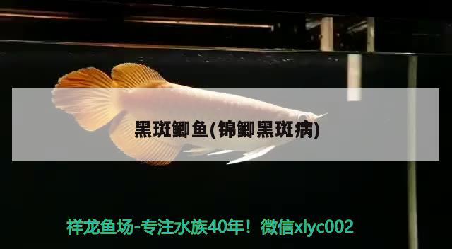 黑斑鯽魚(錦鯽黑斑病)