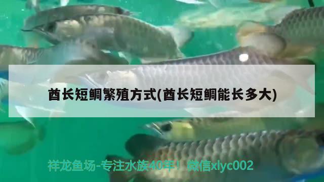 酋長短鯛繁殖方式(酋長短鯛能長多大) 觀賞魚