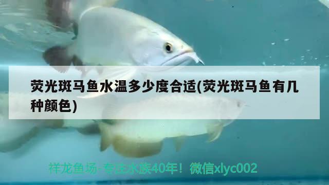 熒光斑馬魚水溫多少度合適(熒光斑馬魚有幾種顏色)