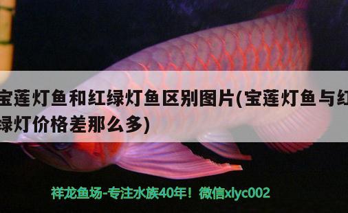 寶蓮燈魚和紅綠燈魚區(qū)別圖片(寶蓮燈魚與紅綠燈價格差那么多) 觀賞魚