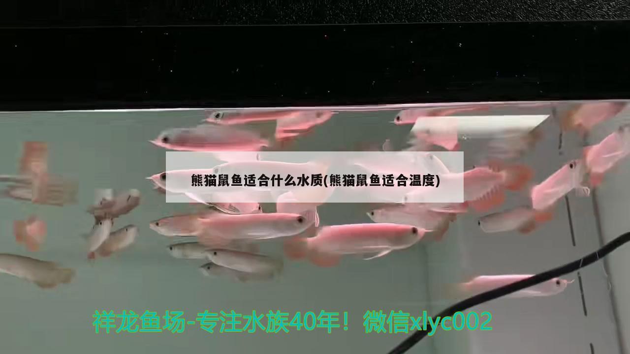 熊貓鼠魚適合什么水質(zhì)(熊貓鼠魚適合溫度)