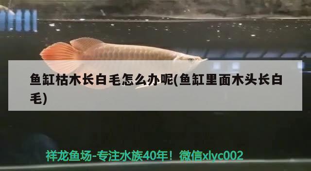 魚缸枯木長白毛怎么辦呢(魚缸里面木頭長白毛)