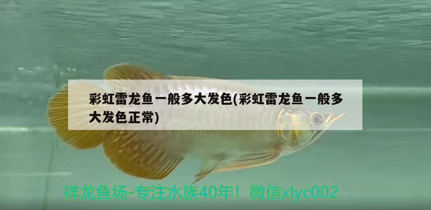 彩虹雷龍魚一般多大發(fā)色(彩虹雷龍魚一般多大發(fā)色正常)