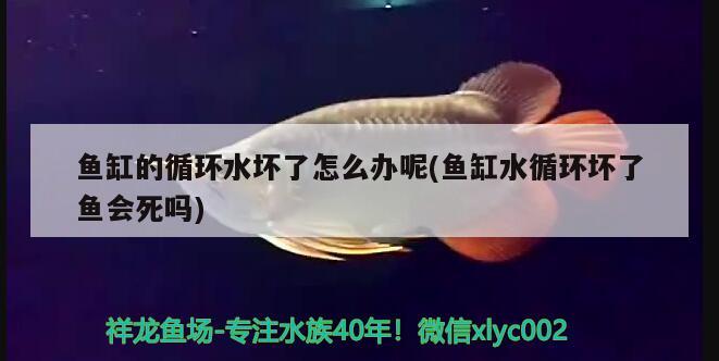 魚缸的循環(huán)水壞了怎么辦呢(魚缸水循環(huán)壞了魚會(huì)死嗎) 白玉紅龍魚