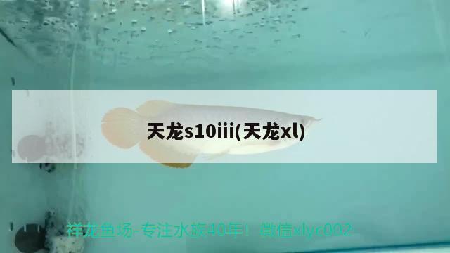 天龍s10ⅲ(天龍xl) 觀賞魚