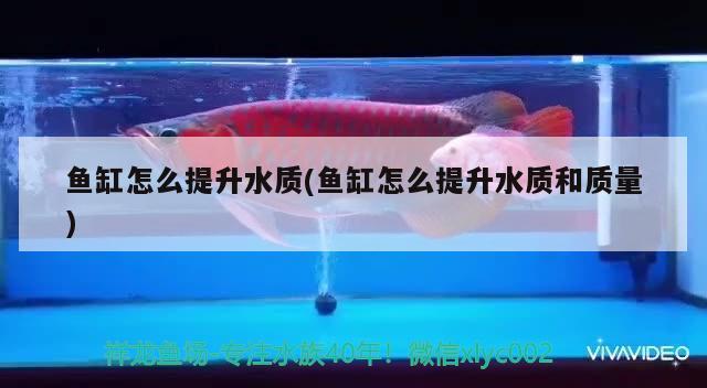 魚缸怎么提升水質(zhì)(魚缸怎么提升水質(zhì)和質(zhì)量)