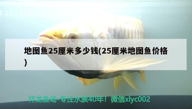 地圖魚25厘米多少錢(25厘米地圖魚價(jià)格)