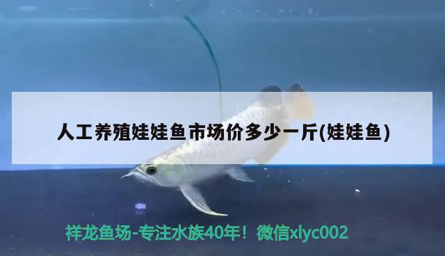 人工養(yǎng)殖娃娃魚市場價(jià)多少一斤(娃娃魚)