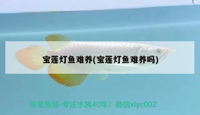 寶蓮燈魚難養(yǎng)(寶蓮燈魚難養(yǎng)嗎)