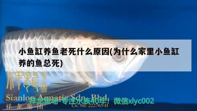 小魚缸養(yǎng)魚老死什么原因(為什么家里小魚缸養(yǎng)的魚總死) 財(cái)神鸚鵡魚