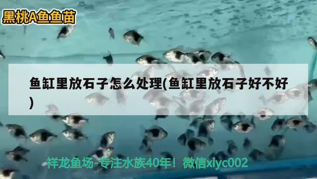 魚缸里放石子怎么處理(魚缸里放石子好不好)