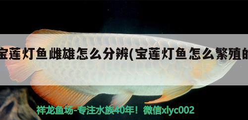 寶蓮燈魚雌雄怎么分辨(寶蓮燈魚怎么繁殖的) 觀賞魚