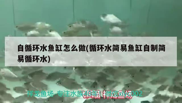 自循環(huán)水魚缸怎么做(循環(huán)水簡(jiǎn)易魚缸自制簡(jiǎn)易循環(huán)水) 薩伊藍(lán)魚