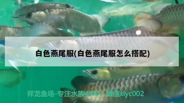 白色燕尾服(白色燕尾服怎么搭配) 觀賞魚