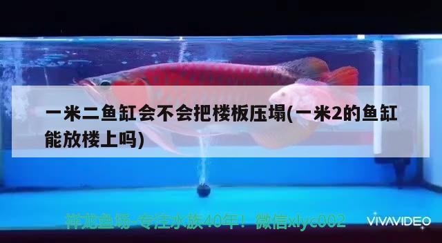 一米二魚缸會不會把樓板壓塌(一米2的魚缸能放樓上嗎) 蘇虎苗（蘇門答臘虎魚苗）