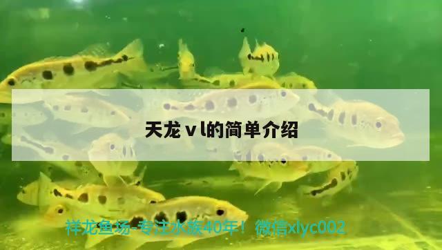 天龍ⅴl的簡單介紹 觀賞魚