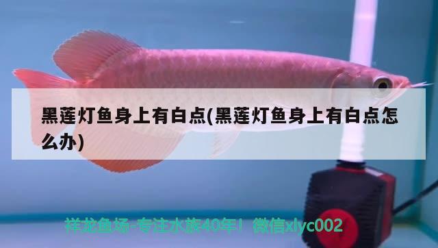 黑蓮燈魚身上有白點(diǎn)(黑蓮燈魚身上有白點(diǎn)怎么辦) 觀賞魚