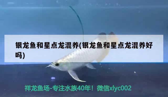 銀龍魚和星點龍混養(yǎng)(銀龍魚和星點龍混養(yǎng)好嗎) 銀龍魚