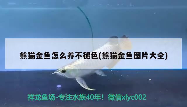 熊貓金魚怎么養(yǎng)不褪色(熊貓金魚圖片大全) 觀賞魚