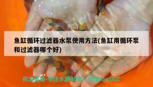 魚缸循環(huán)過濾器水泵使用方法(魚缸用循環(huán)泵和過濾器哪個(gè)好)