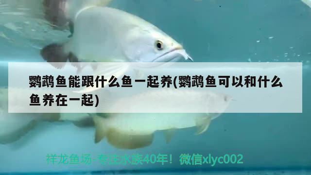 鸚鵡魚(yú)能跟什么魚(yú)一起養(yǎng)(鸚鵡魚(yú)可以和什么魚(yú)養(yǎng)在一起) 鸚鵡魚(yú)