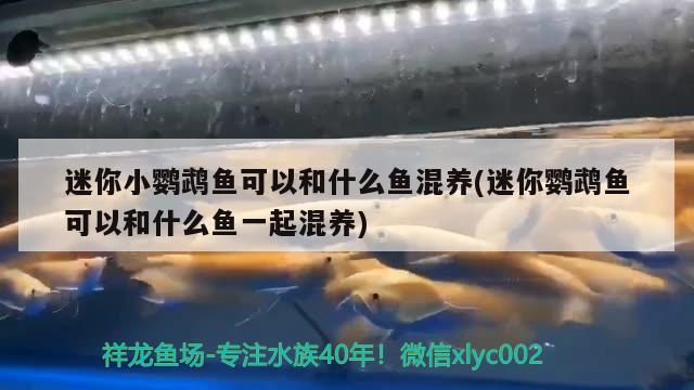 迷你小鸚鵡魚可以和什么魚混養(yǎng)(迷你鸚鵡魚可以和什么魚一起混養(yǎng)) 鸚鵡魚